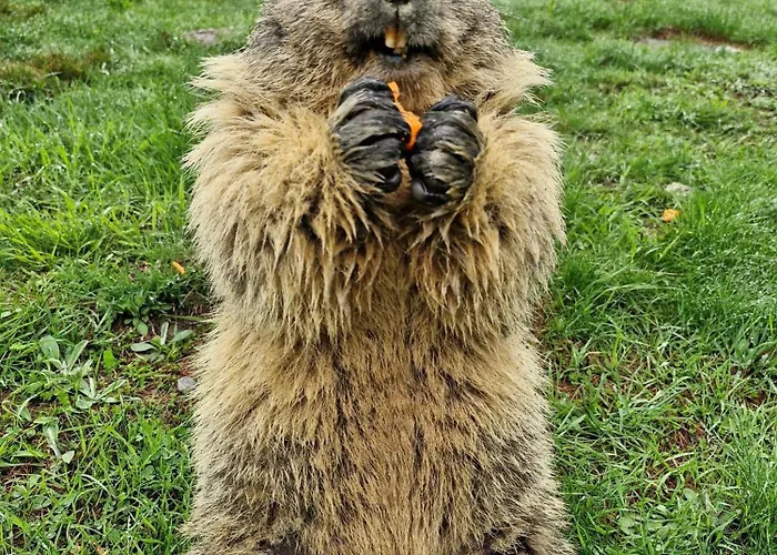 Self-service Berggeist Saas Fee
